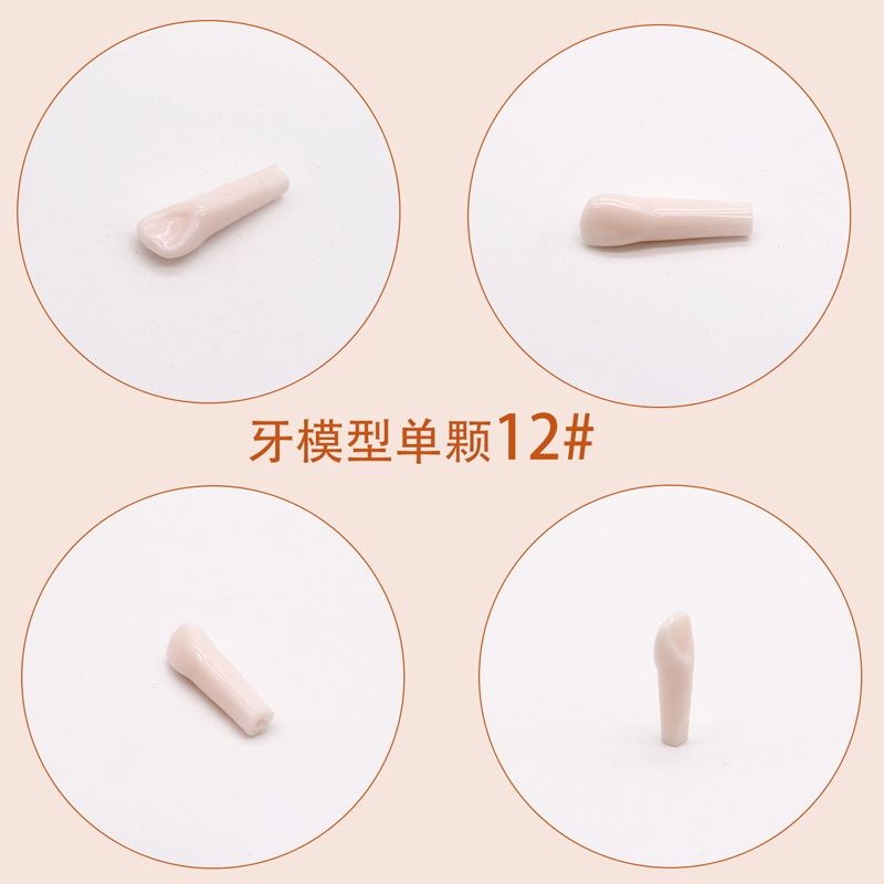 Práctica dental resina de partículas dentales dispersa simulación de partículas dentales de resina dientes aislados dientes enteros 28 / 32 partículas dentales