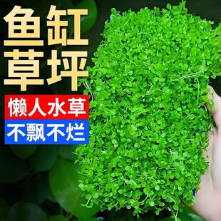 ˮ���~�׌����쾰�[��Ī˹ֲ�����ذ������ձ�ſ������������ˮ��