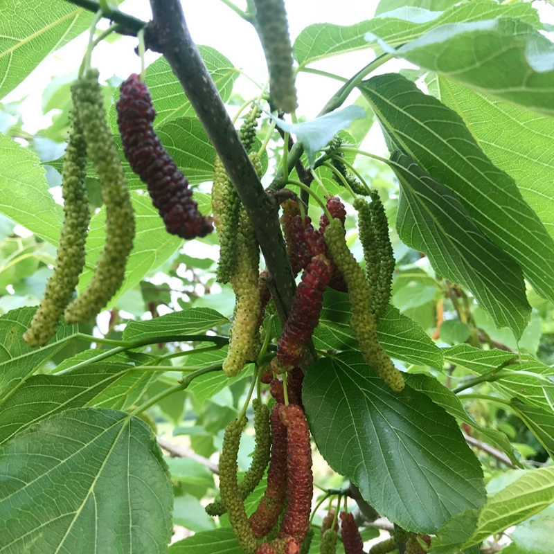 Фруктовое Дерево Оптом Тайвань Рассада длинных плодов шелковицы Четыре сезона Рассада длинных плодов шелковицы Рассада тутового мармелад