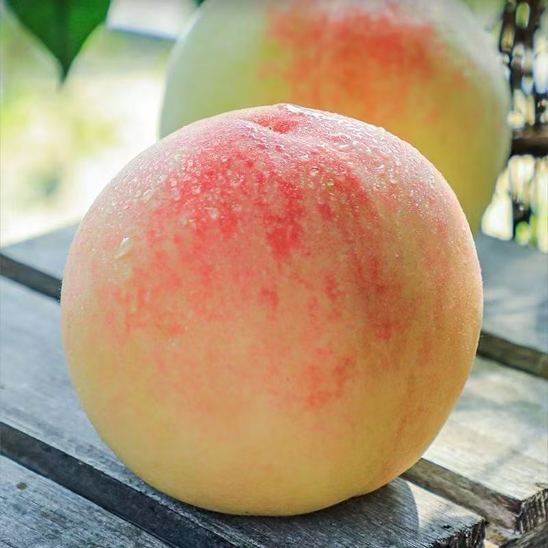 正宗爆甜水蜜桃软脆桃新鲜水果毛桃当季水果桃子批发