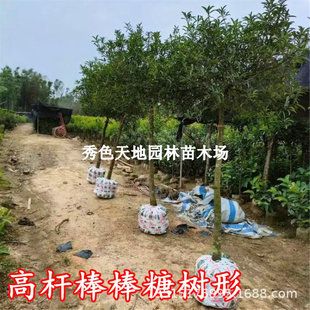 ̩���o��ɽ��������ɽ������Ϸ������Nֲ�ļ����Ե��Ԯ���Y��