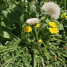 lѹӢNѵķNӷNֲŶֹӢļ߲Ұ