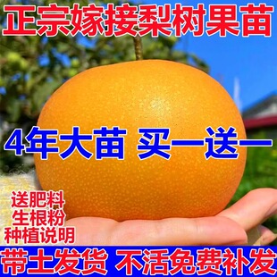 �����箔��Y�����´���O��ɳ���ϱ����Nֲ���Ե��Լ޽����Ә�