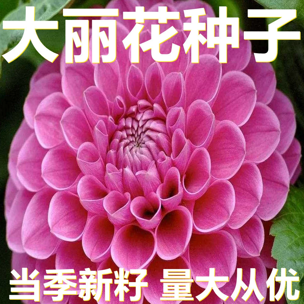 Семена Цикламена 100-250г в мешках оптом, прямые поставки с места происхождения, сезонные новые семена, семена садовых цветов