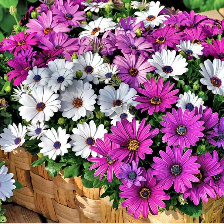 Южная Африка Семена календулы Cyamex Холодостойкий Ландшафтный двор Цветы Четыре сезона Посев Цветущие герберы Семена Цветов Герберы Семена Цветов