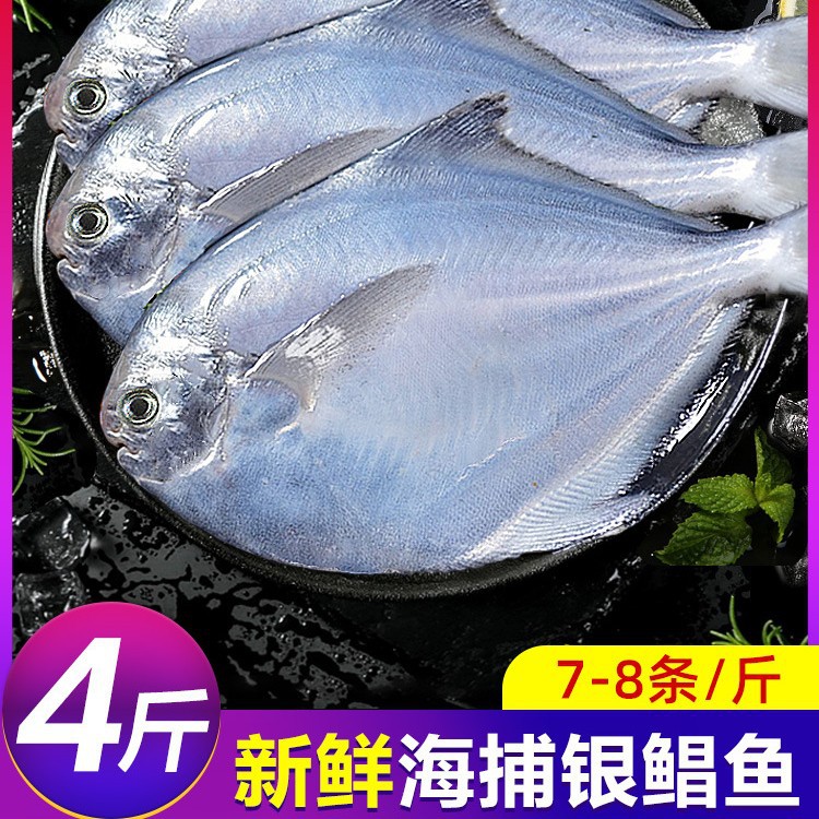 银鲳鱼新鲜冷冻海捕鲜活鲳鱼昌鱼白鱼平鱼鳊鱼海鱼海鲜水产非金鲳