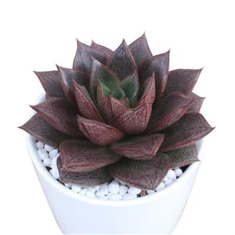 Nuevo huevo de melocotón, una caja completa de variedades raras, combinación de productos de alto precio, plantas de carne en maceta, micro paisaje, paquete de novatos. image 65