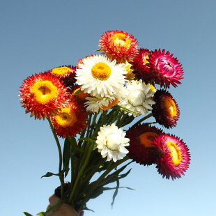 �����շN��ͥԺ���@�̨�����вݻ��N�Ӿ��^�G�����Ի��ݷN��