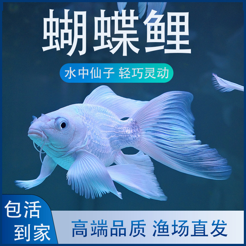 台湾蝴蝶鲤鱼纯种普身大鳍大尾锦鲤冷水鱼金鱼观赏发财鱼糖臻