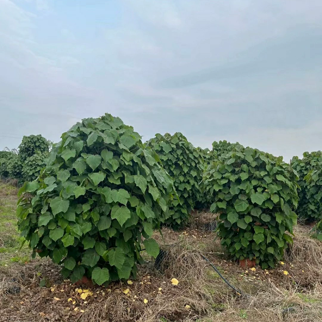 2304 база поставляет заросшие африканские цветы гибискуса высотой 2-3 метра