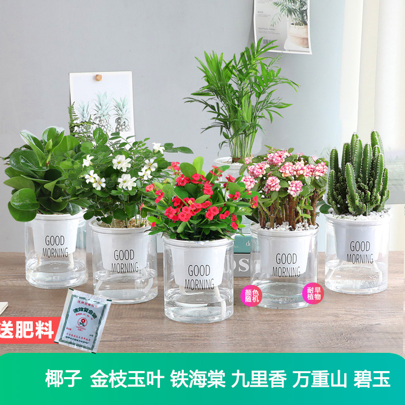 [가성비 6화분] 코코넛 + 황금가지와 옥잎 + 철베고니아 + 구리향 + 만중산 + 벽옥 무료비료