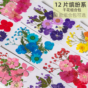 Dried Flower Embossed Material Bag Flower Diy Bookmark Drops of Glue Dried Flower Mobile Phone Shell Embossed Flower Plant Specimen