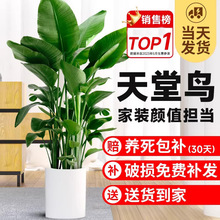 新房室内客厅盆栽高级感大型绿植办公室大叶植物高端鹤望兰天堂鸟