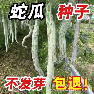 �߶��N���߹ϷN�������L����ԭ�b�ļ����N�߲˴�ȫ�����l�͟�