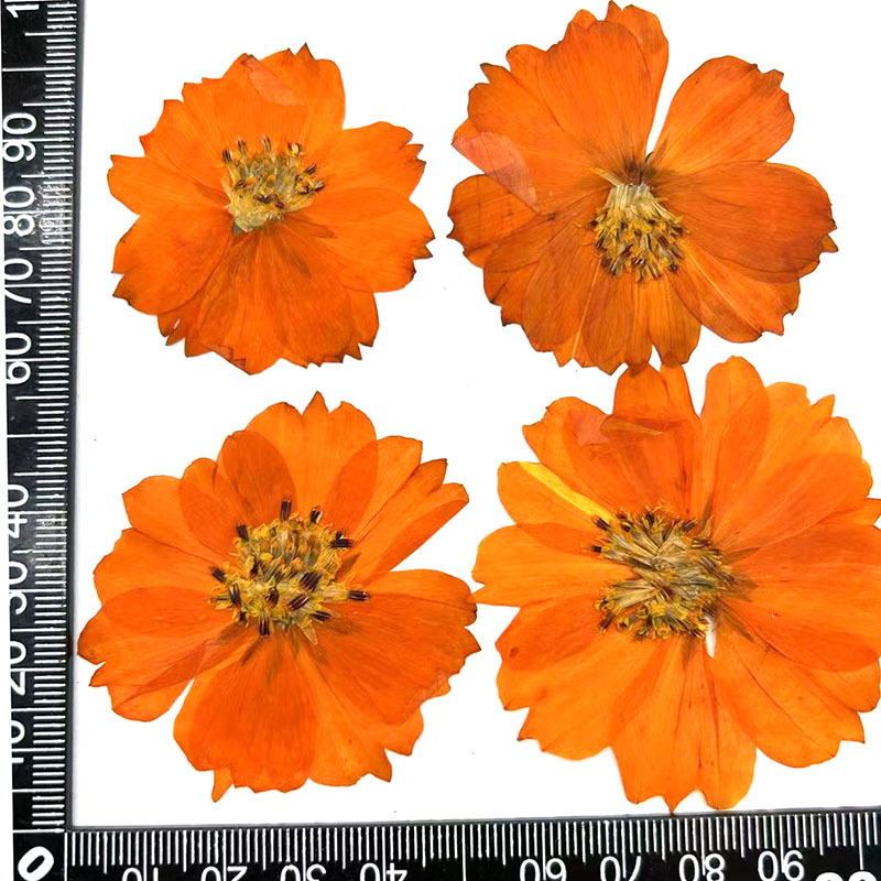 오렌지 황화국화