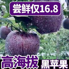 【爆甜】高端黑蘋果冰糖心新鮮水果5/10斤現應季稀有花牛整箱批發