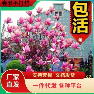 һ�����l�e��ͥԺ�е��G���_������ľ���m�������Ե��Լ޽Ӽt����