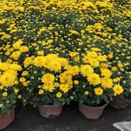 盆栽;一二年生花卉;灌木