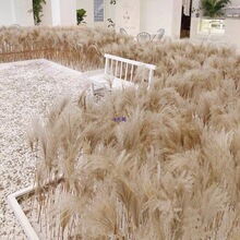 ��Ȼ�JȔ�ɻ��������������b[���JȔ�����m������ɻ���c����