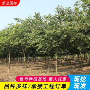 �Θ����������l�@�ֹ������~��ľ�G����ľ�ֵ�ͥ�a�L���t�Θ���