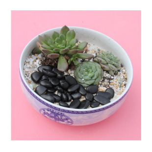 ��ɫ���YС�w����ɫ�Z��ʯ��Ȼ�@���쾰ʯ�߶˄e��ͥԺ�����b�