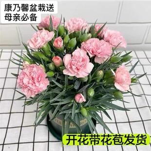 Carnation Potted Flower Seedlings Indoor Balcony Courtyard Desktop Florals and Green Plants Easy to Grow All Year Round Blooming with Buds Shipped