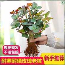 云南玫瑰花树苗老桩红玫瑰老根巴克月季花苗好养活开花浓香花卉