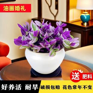 Oil Painting Wedding Hanging Orchid Indoor Potted Hanging Plant Purple Orchid Hydroponic Flower Living Room Succulent Small Green Plant Balcony