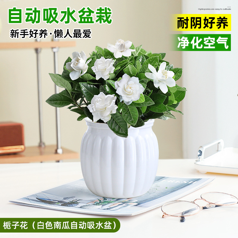 치자나무(흰호박 자동흡수대)