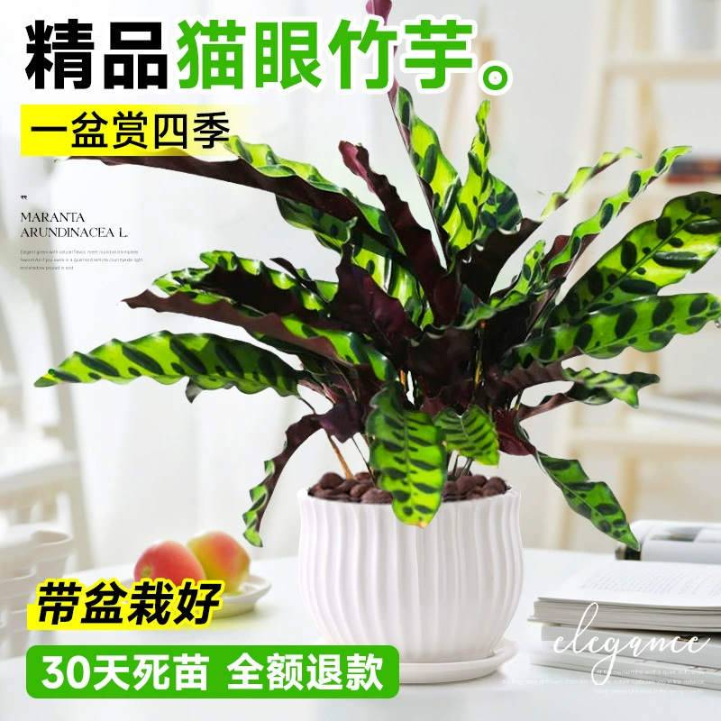 Кошачий глаз, каламин, большие рассада в горшках, комнатные зеленые растения, поглощающие формальдегид, легко выращиваемые гидропонные растения, каламин с леопардовым принтом, круглый год