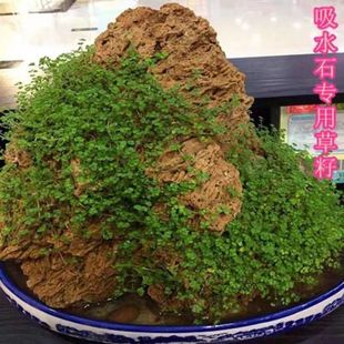 ɽʯ���ѷN����ˮʯ�ϵ��辰ֲ��΢���^��������B����һ���ļ���