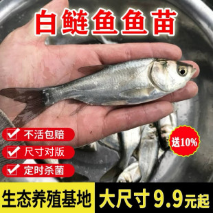 �Ĵ������~���ɏ�~���Iˮ����ˮʳ���Bֳ��ˮ�^�p�~����w���~��