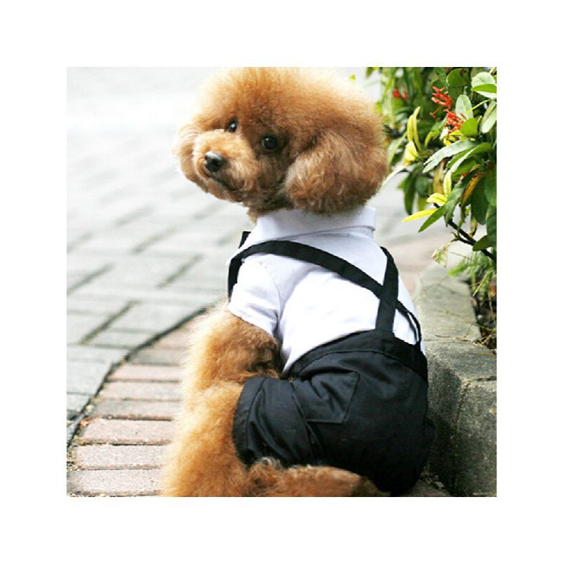 Pet Suit for Male Pets, Cat, Teddy, Small Dog Clothing, Wedding Photo Shirt, Fake Two-Piece Suit, Pet Clothes