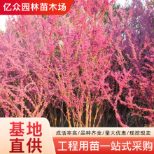 GGͥԺܾGľL䪚UGMlt