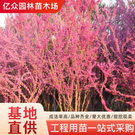 丛生紫荆花苗紫荆苗庭院花卉绿化工程苗木风景大树独杆紫荆满条红