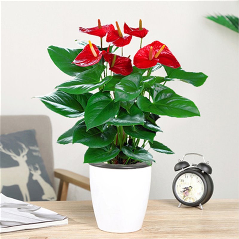 안스리움(게으른 분지) + 영양