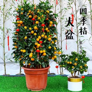 ��ۘ�����������С��ێ����҃ȿ͏d�k����������۰lؔ���f���