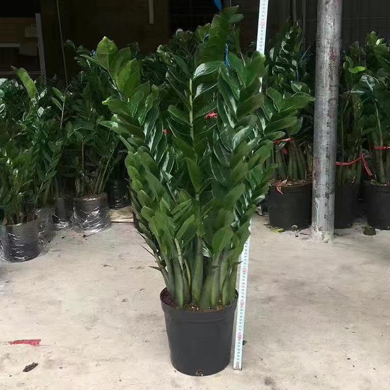 Money Tree Potted Plant, Money Tree Green Plant, Air Purifying Flower, Indoor Green Plant, Living Room, Office Desktop Bonsai