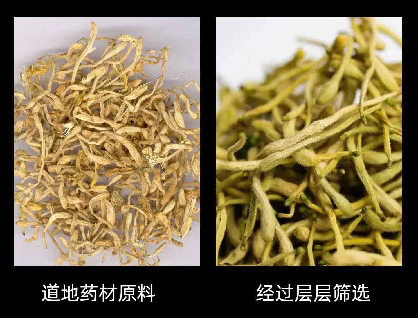 Dried Honeysuckle Flower Tea Jin Yin Hua 50g Sample Pack Natural Herbal Infusion for Daily Brewing quality and texture