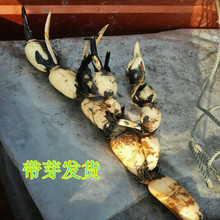 ʳˮɏźN ź ^p ɻ ߮a\ˮɏźNźź