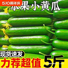黄瓜新鲜小黄瓜水果小青瓜荷兰蔬菜农家10山东旱生吃5斤现摘现发