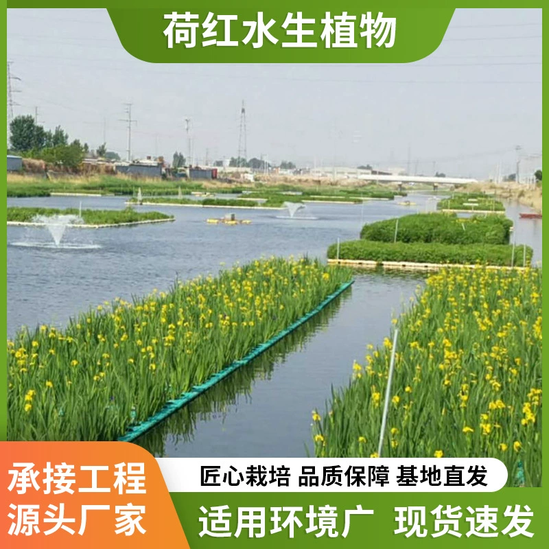 Осуществлять искусственные экологические плавучие ложа, экологические плавучие острова, искусственные плавучие острова, проекты по очистке воды в ландшафте зеленых растений.