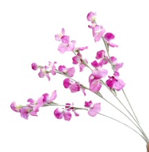 ��֧���붹�����滨�ٻ��㶹���v �ҾӔzӰ�b�c��ꐵ��߻���