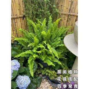 �Iާ����ާ�ֲ�ﲨʿ�D�҃��B�����F�ʺ�ާ����ļ����໨�Rֲ��