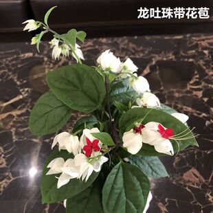�����黨���Ի����^��ֲ���҃Ȼ��͏d����ȩ�ļ��_�������l؛���]