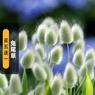 Rabbit Tail Grass Seeds 100 Fox Tail Grass Seeds Internet Celebrity Ornamental Rabbit Tail Courtyard Balcony Potted Spring & Fall Sowing