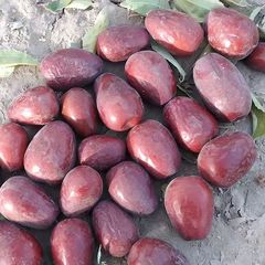 新疆の特産品の代理は土と田玉棗のナツメを洗っていません。