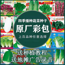 廠價批發四季蔬菜種子秋冬季菜種子蘿卜白菜農家原裝菜種籽地攤菜