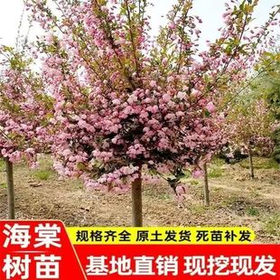 Courtyard Begonia Saplings, Green Potted Plants, Cold-Resistant Plants, Outdoor Four-Season Flowering Silk Silk Xifu North American Begonia Flower Trees
