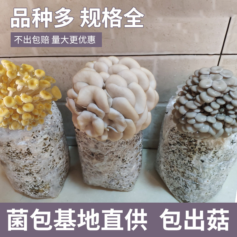 Mushroom planting bag Pleurotus ostreatus strains family own Shiitake fungus Mushroom spawn Mushroom planting bag